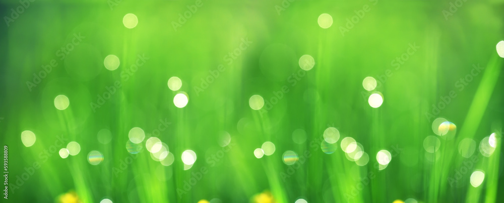 Blades of grass in drops of morning dew. very soft selective focus. natural lovely green background. banner. sunny spring summer concept
