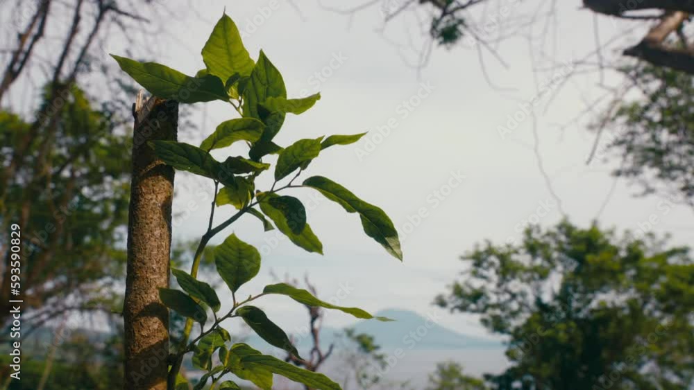 Young YlangYlang tree sprout growing at plantation in mountains in