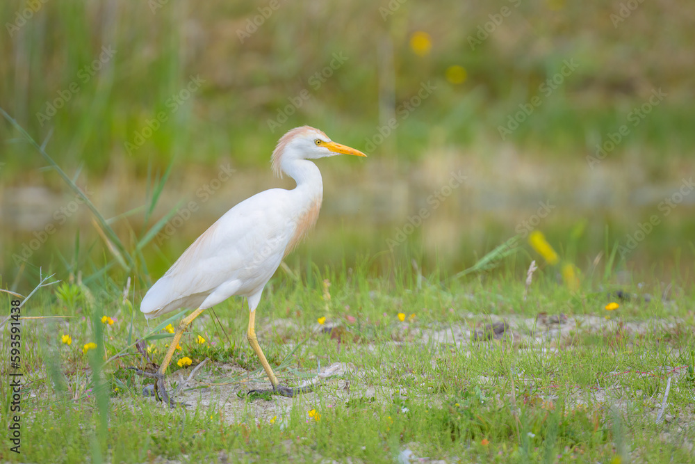 A Western Cattle Egret walking on a meadow A Western Cattle Egret walking on a meadow
