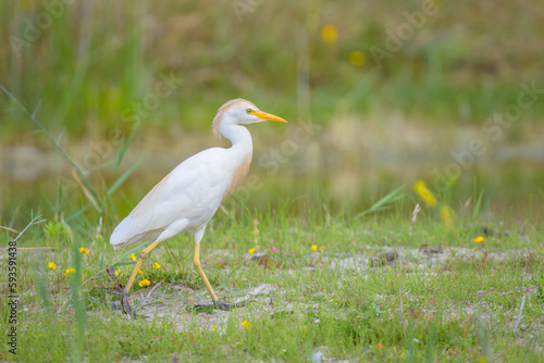 A Western Cattle Egret walking on a meadow