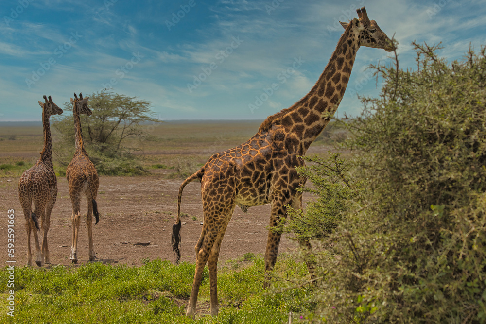 Fototapeta premium Giraffes in the Ndutu Conservation Area