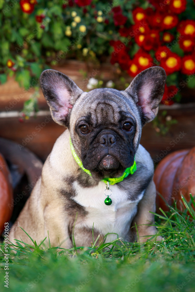 Fototapeta premium dog breed french bulldog