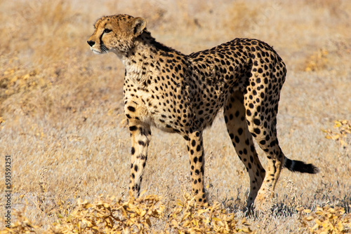 A cheetah standing alone in its natural habitat