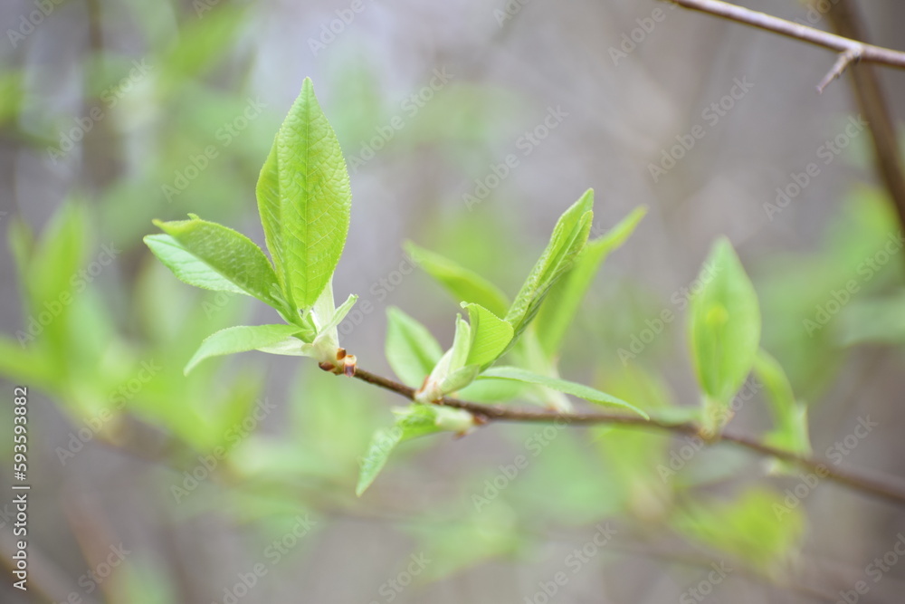 budding bud on a tree branch in early spring macro budding bud on a tree branch in early spring macro