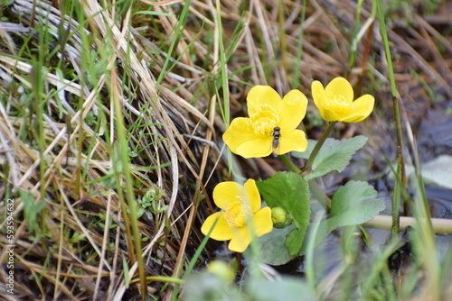 yellow spring in the garden countryside in the spring 
