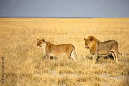 A male and a female lion in their natural habitat