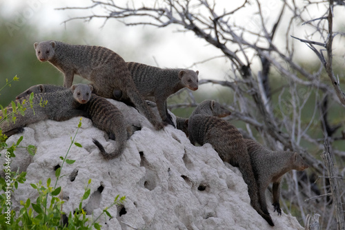 A troop of mongooses on a rock photo