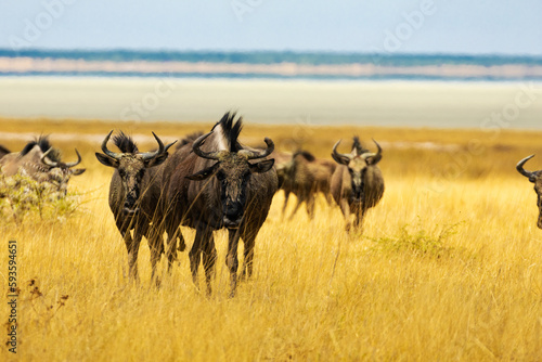 A herd of wildebeest standing on a grassy plain photo