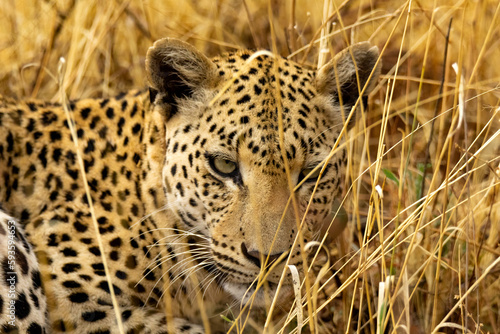 Close up of a leopard lying in the grass