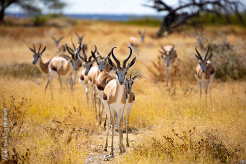 A herd of springbok standing on a grassy plain photo