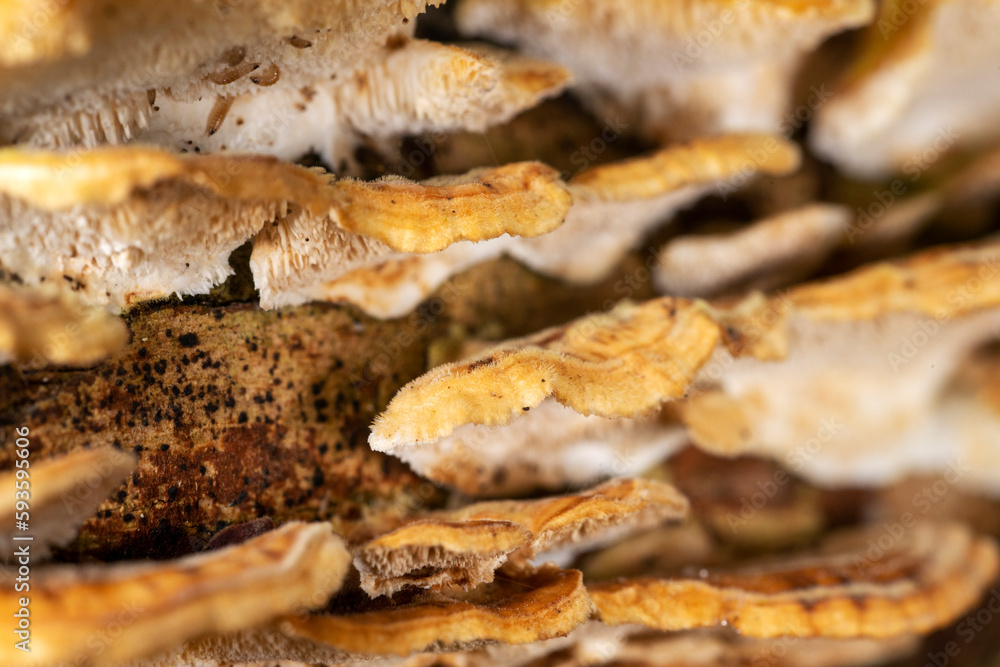 The Crimped Gill, or Plicatura crispa. A bracket fungus growing on dead hazel The Crimped Gill, or Plicatura crispa. A bracket fungus growing on dead hazel