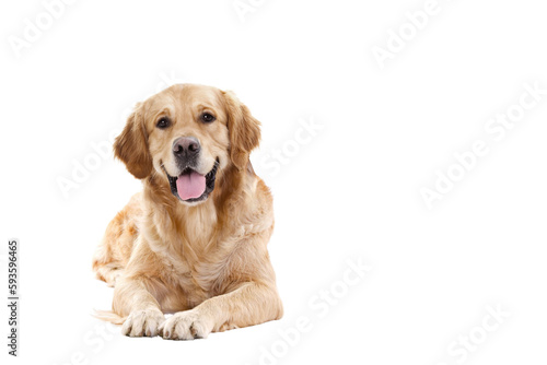 Canvastavla golden retriever dog
