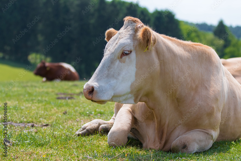 custom made wallpaper toronto digitalA single Cattle is resting and ruminating on a green meadow