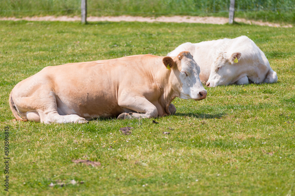 A single Cattle is resting and ruminating on a green meadow A single Cattle is resting and ruminating on a green meadow