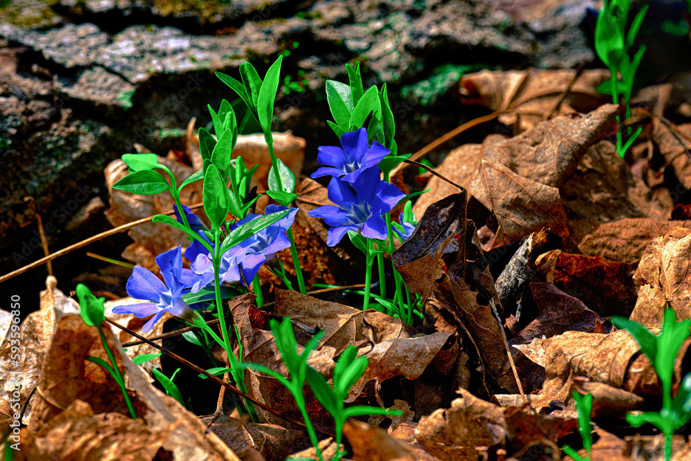 Spring is the time for flowers to come out of their dormant state and beautify our World.  Flowers and old fallen leaves on the ground in our garden in Windsor in Upstate NY.