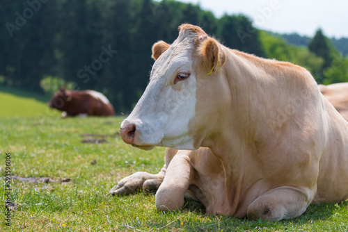 Wallpaper Mural A single Cattle is resting and ruminating on a green meadow Torontodigital.ca