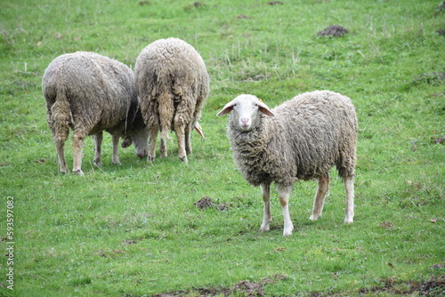 sheep in the countryside in the spring 