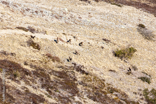 chamois in the mountains of Asturias, Spain