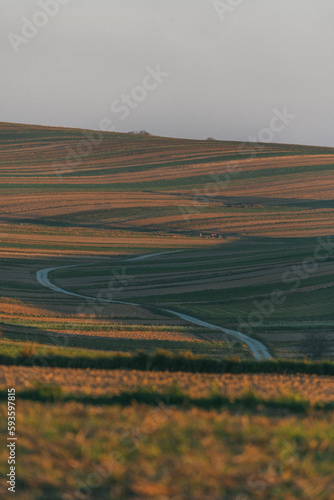 Aerial view of ornaments of green fields and houses arranged in a line along the road