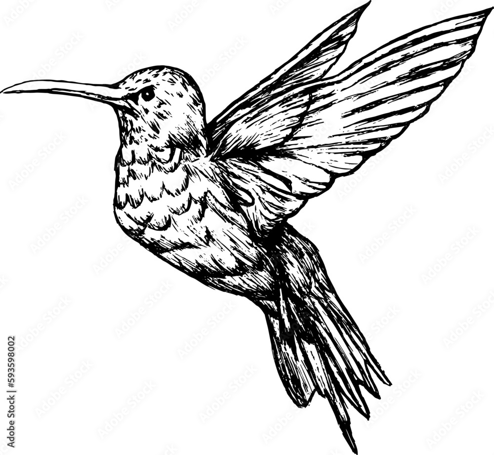 Obraz premium Hummingbird illustration
