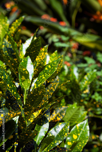 Gold dust croton plant with yellow spotted leaves in a park, saturated background with copy space. Lush green foliage of ornamental aucuba japonica plants in a tropical garden © Punkbarby