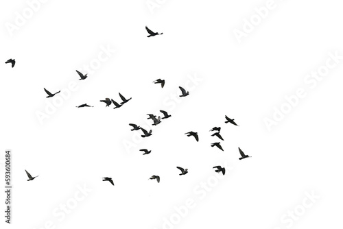 Flocks of flying pigeons isolated on white background. Save with clipping path.   © krsprs