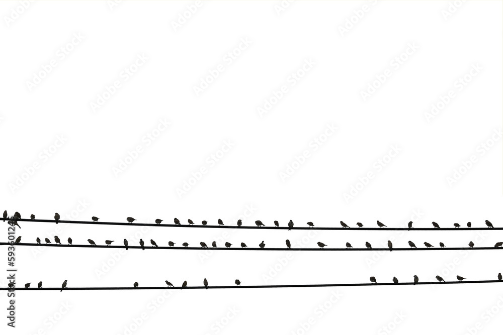 Birds on the wire isolated on with background save with clipping path. Birds on the wire isolated on with background save with clipping path.