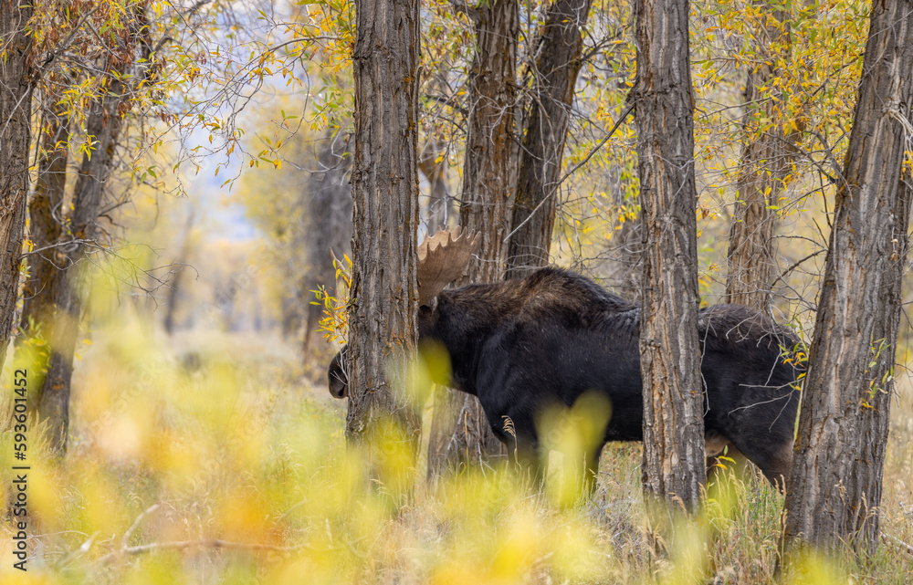Bull Moose During the Rut in Autumn in Wyoming Bull Moose During the Rut in Autumn in Wyoming