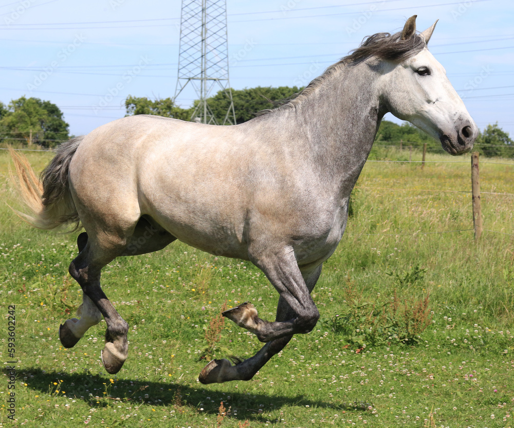 Pferd (Schimmel) auf der Weide Pferd (Schimmel) auf der Weide