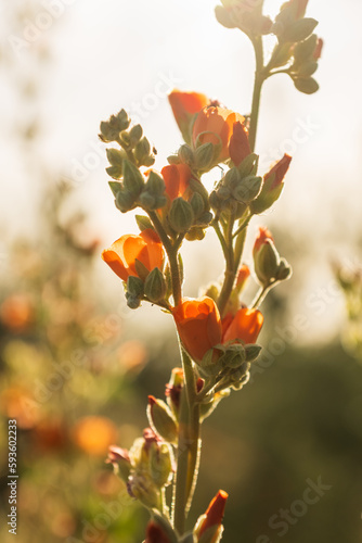 Orange globemallow