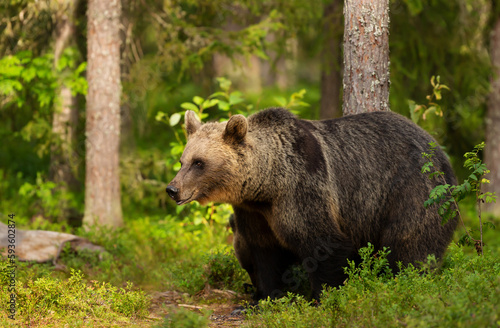 Impressive portrait of Eurasian Brown bear in forest