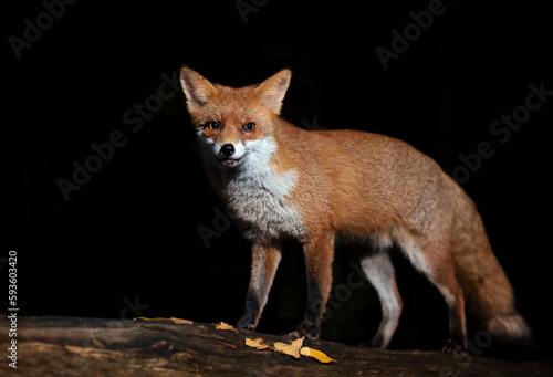 Red fox standing on a tree in autumn at night © giedriius