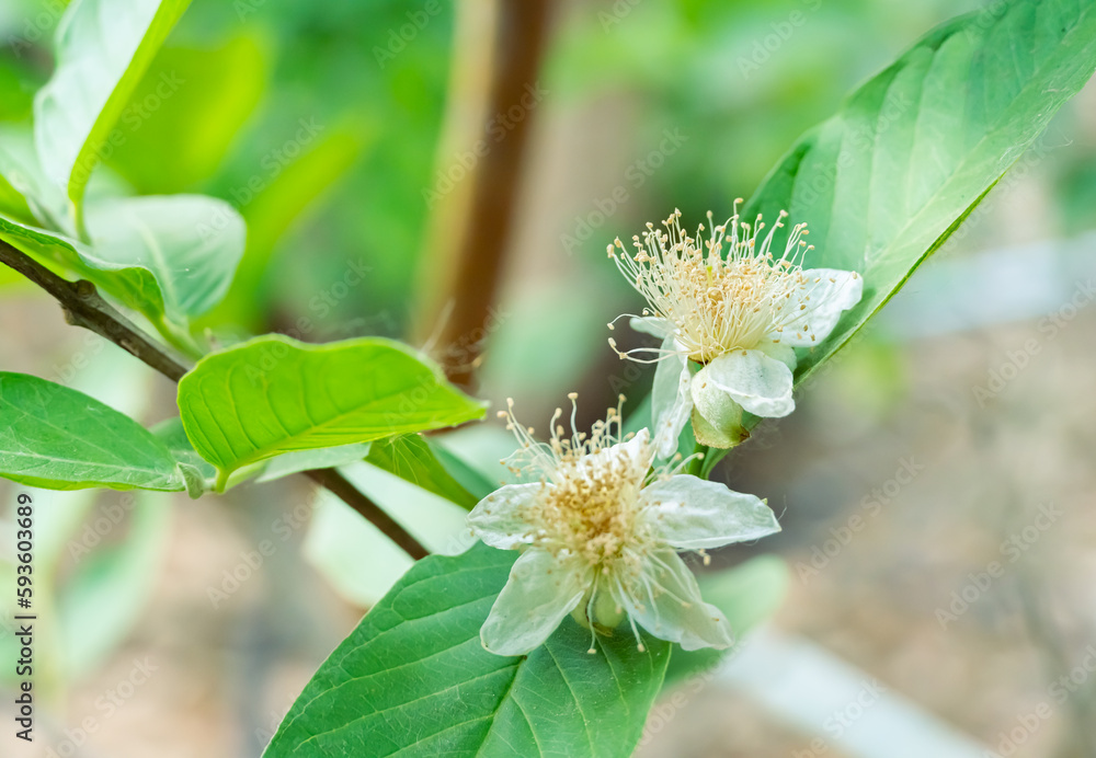White guava flowers with yellow stamens that are fully inflorescences are blooming beautifully on the tree. Guava is a tropical tree. Guava fruit is delicious and contains vitamins. White guava flowers with yellow stamens that are fully inflorescences are blooming beautifully on the tree. Guava is a tropical tree. Guava fruit is delicious and contains vitamins.