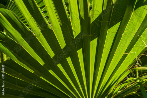 Sunlight shines through palm leaf, minimalistic tropical green background, natural leaf texture pattern, natural play of light and shadow on a hot summer day in nature, ecology and relaxation theme