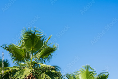 Palm leaves in bright sunlight against a cloudless blue sky  minimalist beautiful tropical background  natural color and sunlight  copying space