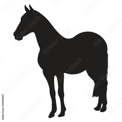 The horse standing on white background. ‍Silhouettes illustration side view.
