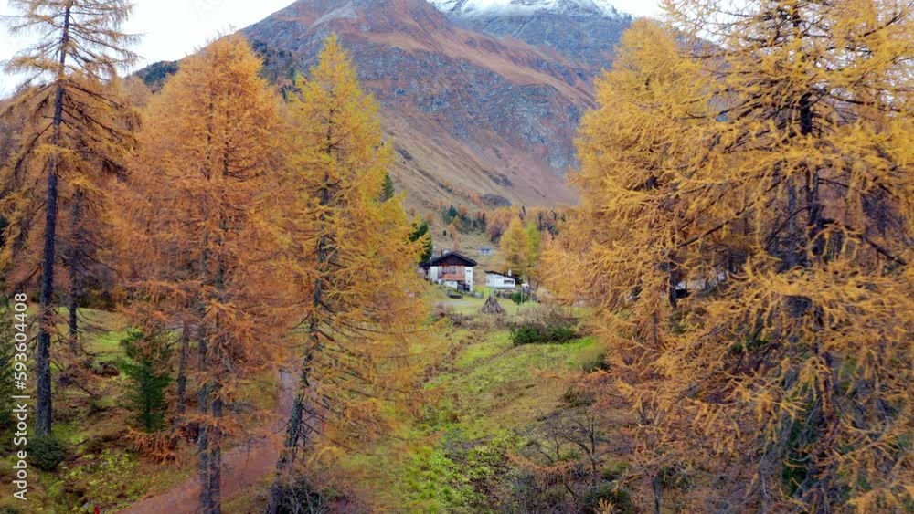 4k drone forward video (Ultra High Definition) of orange larch Alpine forest. High snowy Swiss mountains. Picturesque morning view of Maloja village, Switzerland, Europe. Beautiful autumn scenery.. 4k drone forward video (Ultra High Definition) of orange larch Alpine forest. High snowy Swiss mountains. Picturesque morning view of Maloja village, Switzerland, Europe. Beautiful autumn scenery..
