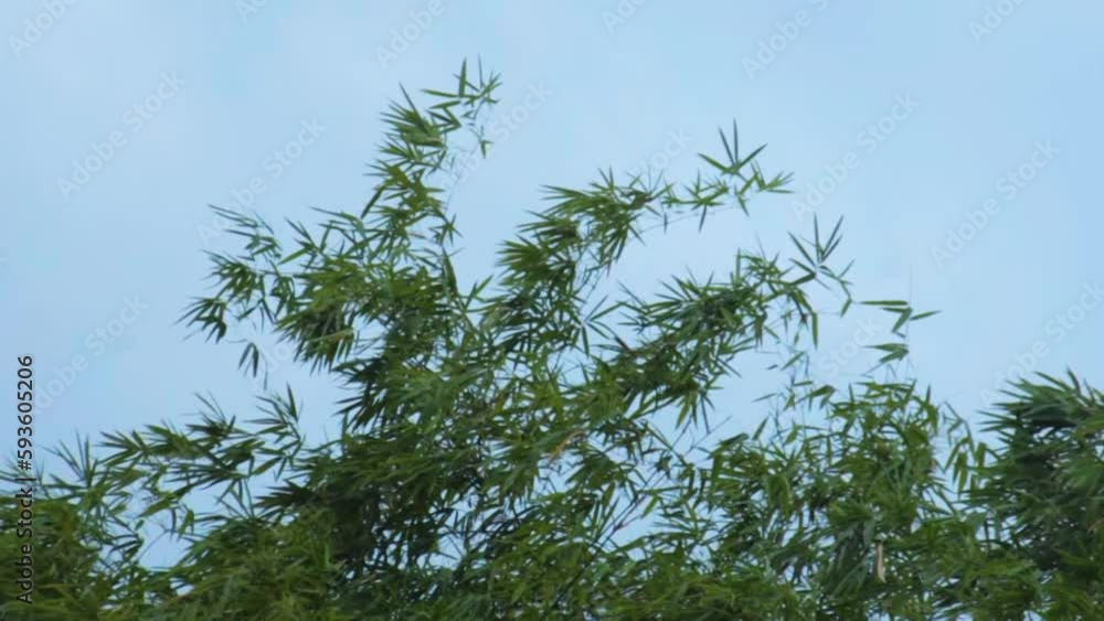 Dense Bamboo Trees Taken A View And Taken In The Forest Dense Bamboo Trees Taken A View And Taken In The Forest