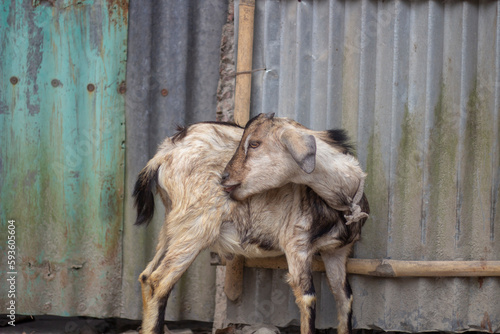 there is a goat and The background is earthy and blurry