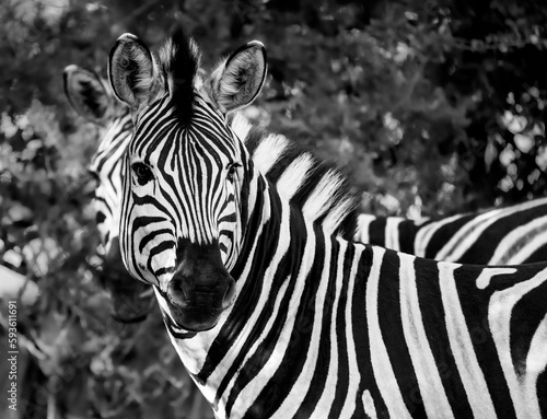 Burchell's zebra - mono, Zebras in mono. Black & White zebras.