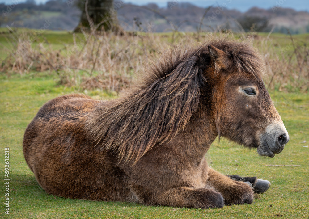 Exmoor Pony lying down on Cothelstone Hill on the Quantocks
