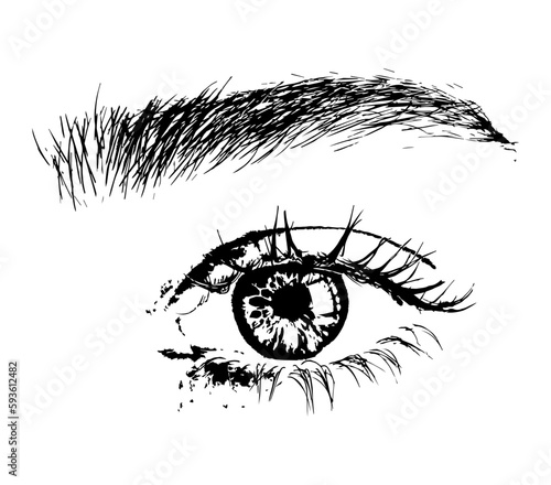 hand drawn women's eye illustration with eye brow and eye lashes 