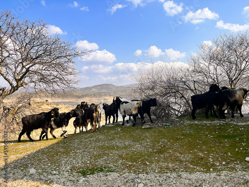 Black and gray goats grazing on a mountainside. Trees in the background, blue sky and clouds. Photograph of a herd of animals in spring.  © OkanOztekin