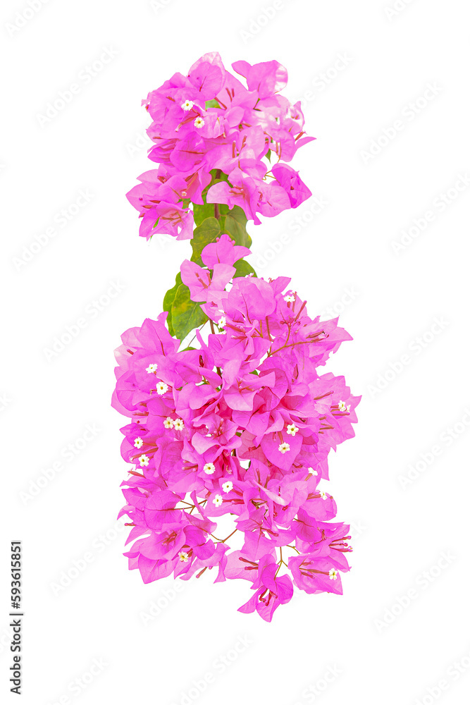 Fototapeta premium bougainvilleas isolated on white background.