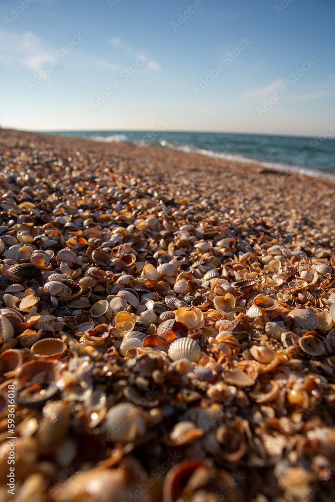 Obraz premium Sea of Azov coast, shells instead of sand