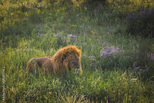 lion sneaks in the grass
