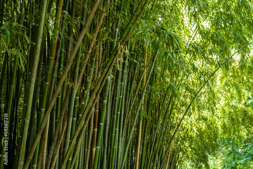 bamboo grove, green impenetrable bamboo