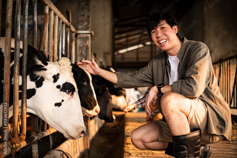 Asian farmer at cowshed feeding cows at the farm. Modern farm cowshed with milking cows eating hay Asian farmer at cowshed feeding cows at the farm. Modern farm cowshed with milking cows eating hay