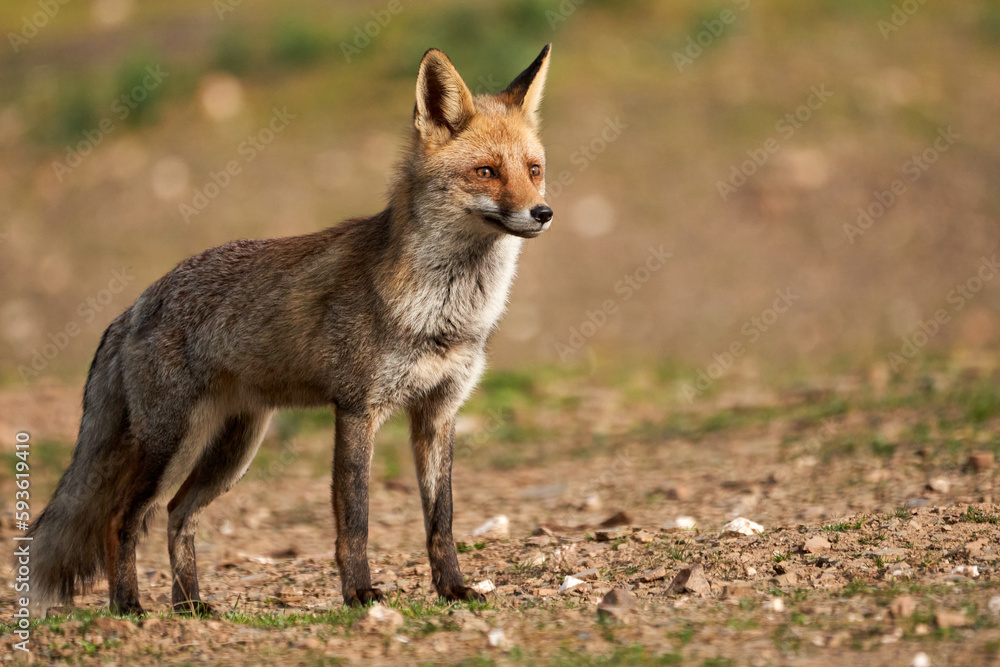Beautiful full body close up portrait of a common fox on the ground in the sierra de andujar, andalucia, spain Beautiful full body close up portrait of a common fox on the ground in the sierra de andujar, andalucia, spain
