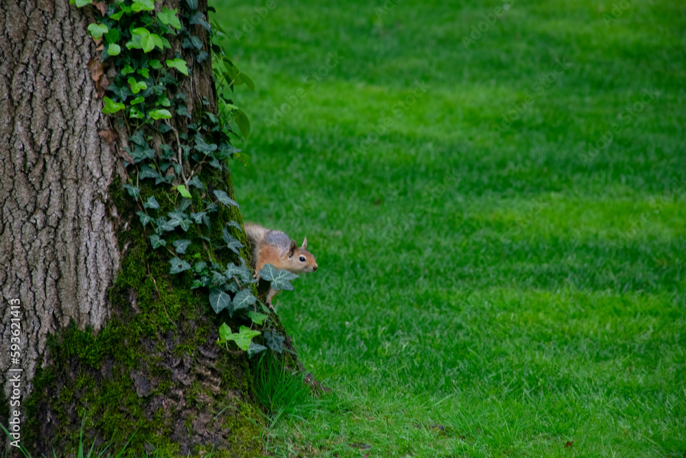 Small red squirrel descends the trunk of a tree down to the ground for food in a wooded area. Fluffy squirrel living in a city park boldly climbs a tree in search of food. Small red squirrel descends the trunk of a tree down to the ground for food in a wooded area. Fluffy squirrel living in a city park boldly climbs a tree in search of food.